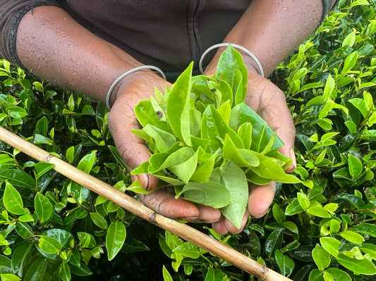 Reasons to Choose Ceylon Tea